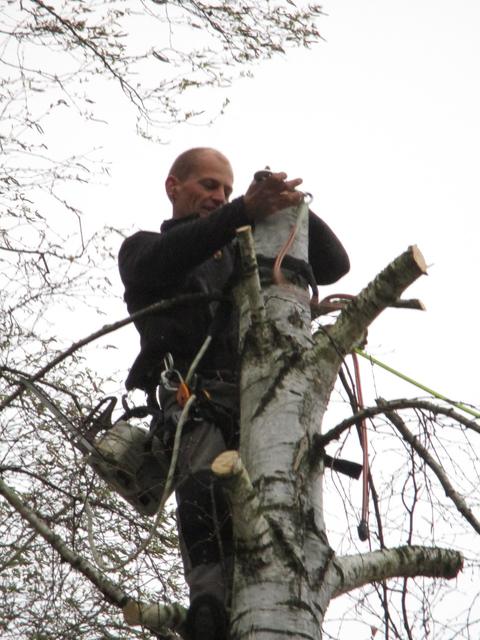 Élagage de bouleaux et de frênes, photo 1